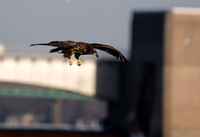 Quad City Eagle Feeding sequence Z9 Sigma 500 (5 of 15)