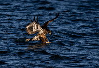 Quad City Eagle Feeding sequence Z9 Sigma 500 (10 of 15)
