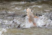 Fish, Crabs, and Frogs