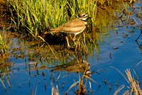 Killdeer