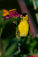 Goldfinch-3