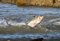 Asian Carp (3 of 6)