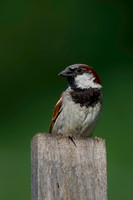 House Sparrow-3