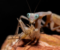 Mantis