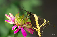 Giant Swallowtail 2x3