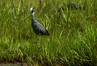 Yellow-crowned Night Heron
