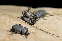 Beetles