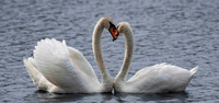 Swan, Mute-2