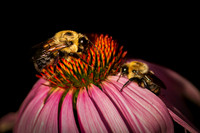 Bee on flower-3