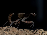 Ghost Mantis-3