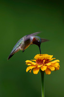 Hummingbirds