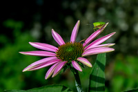 2024-06-23 Locust Grove-2