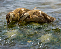 Mallard, Brown Park