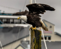 Bald Eagle