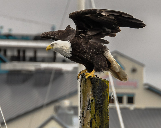 Bald Eagle