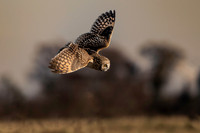 Short Eared Owl-2