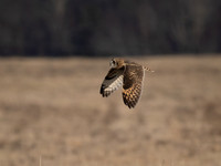 Short Eared Owl