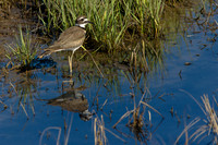 Killdeer
