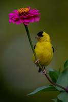 Finch, Goldfinch