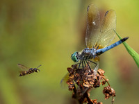 Dragonfly and bee