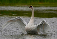 Swan, Mute-1