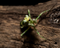 Mantis
