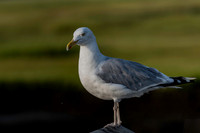 Herring Gull-1