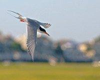 Royal Tern
