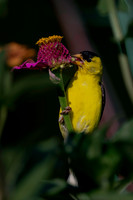 Goldfinch-4