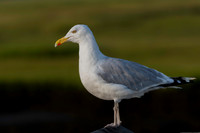 Herring Gull-2