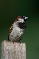 House Sparrow-1
