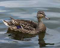 Mallard, Brown Park