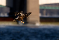 Quad City Eagle Feeding sequence Z9 Sigma 500 (6 of 15)