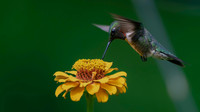 Hummingbird, Rubby Throated