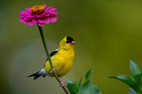 Goldfinch-1