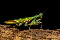 mantis 2x3
