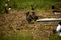 Laughing Gull chicks