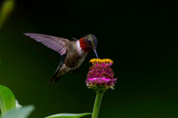 Hummingbird Ruby Throated