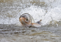 Asian Carp (5 of 6)
