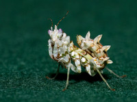 Wahlbergii Mantis