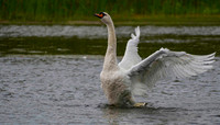 Swan, Mute-3