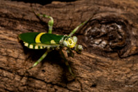 Mantis