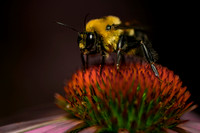 Bee on flower