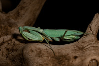 Mantis