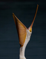2024-08-27 FOTH Pelican Portrait