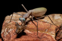 Mantis