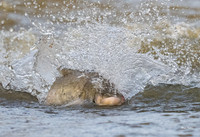 Asian Carp (1 of 6)