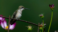 Hummingbird, Ruby Throat, female
